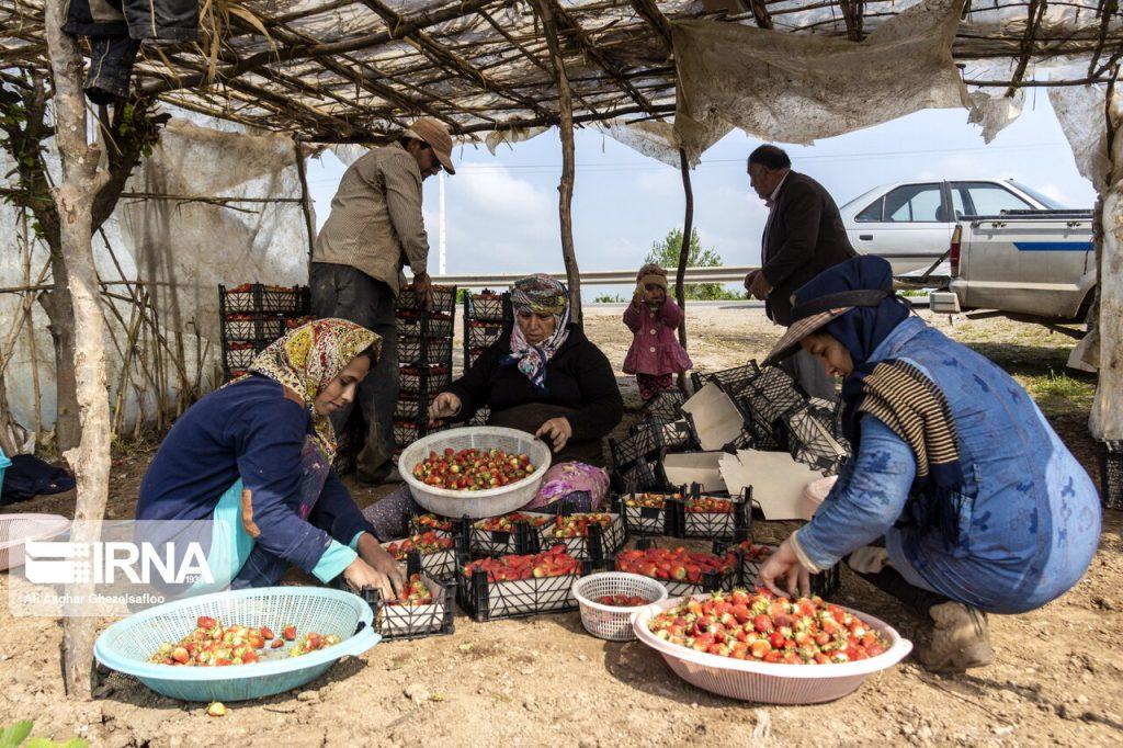 اندیشه شیروان