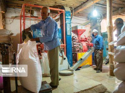 طرح تشدید نظارت بر شالیکوبیهای گیلان اجرایی شد
