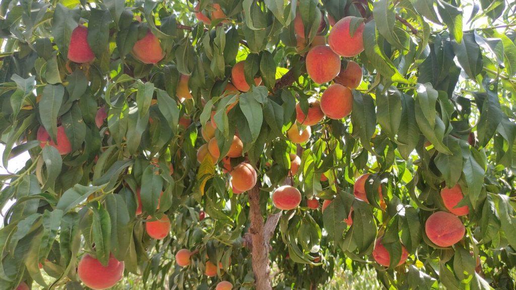 اندیشه شیروان