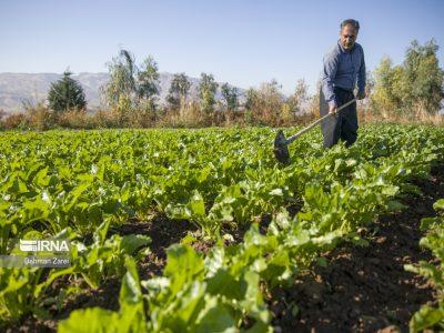 ۲۸ هزار هکتار از زمینهای کشاورزی کرمانشاه زیرپوشش خرید قراردادی است