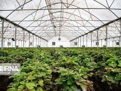 آوار تضاد منافع بر سر رویای سبز دورود