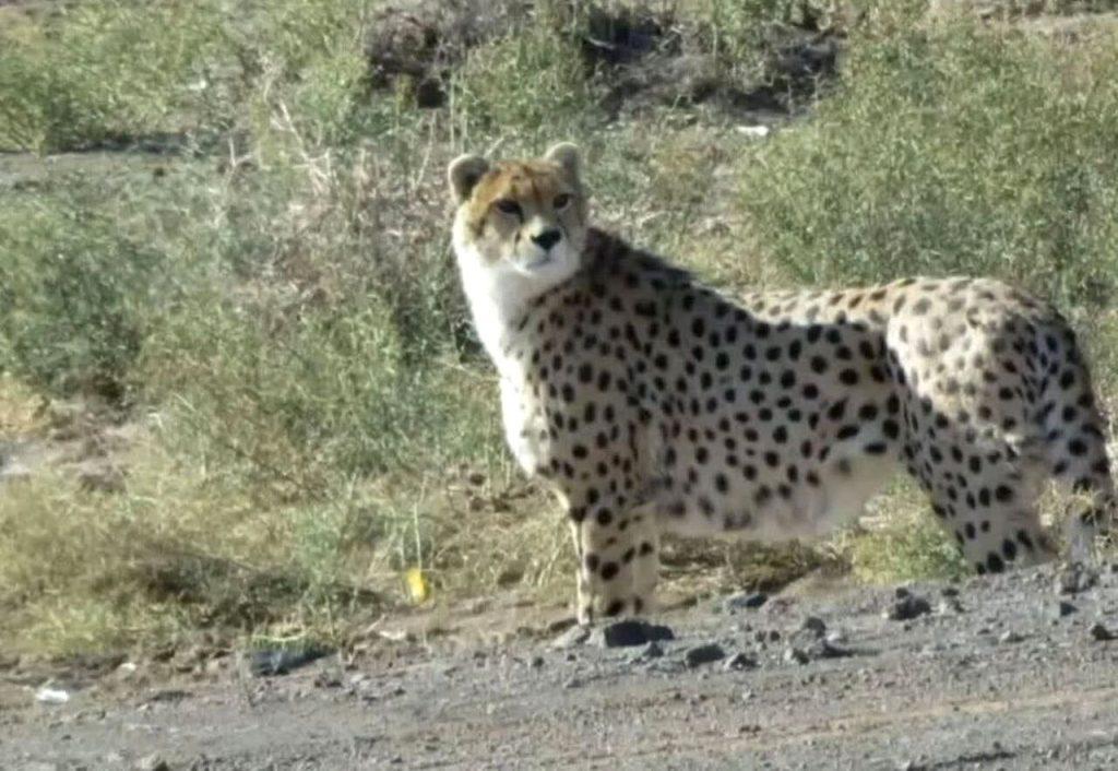 اندیشه شیروان