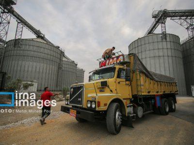 رییس انجمن غلات: بخش خصوصی پای تأمین کالاهای اساسی ایستاد