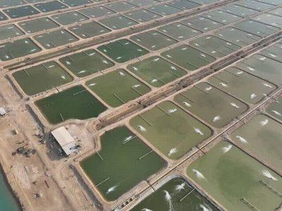 سطح زیرکشت میگوی پرورشی در بوشهر از ۴ هزار هکتار گذشت