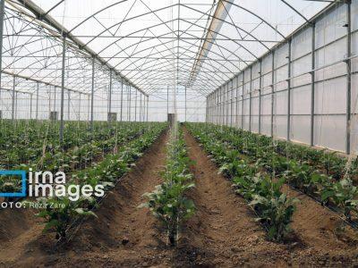بیش از ۵۲ هزار میلیارد ریال در بخش کشاورزی اردبیل سرمایهگذاری شد