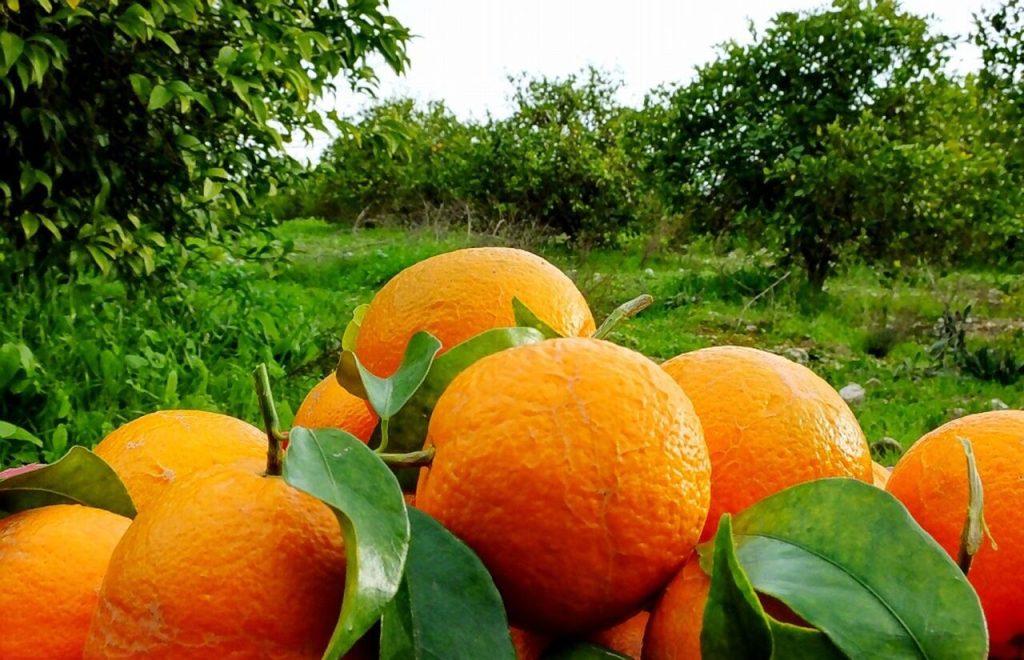 اندیشه شیروان