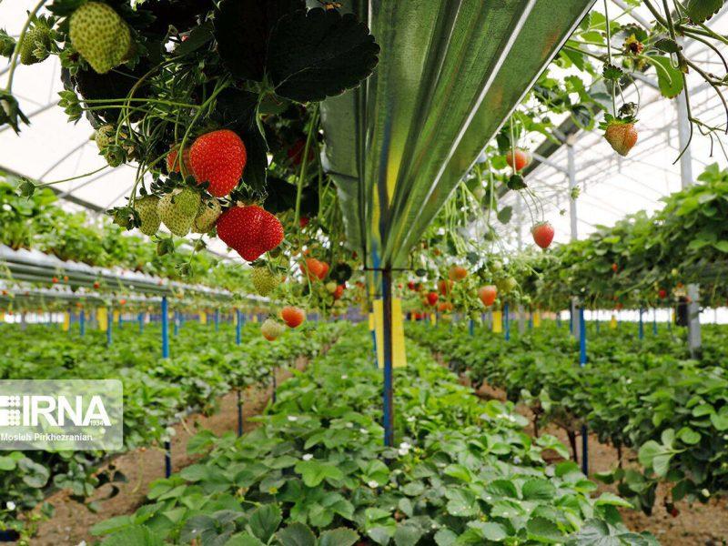 رشد ۱۲ درصدی صادرات گلخانهای در سایه فناوریهای نوین و مدیریت بحران آب