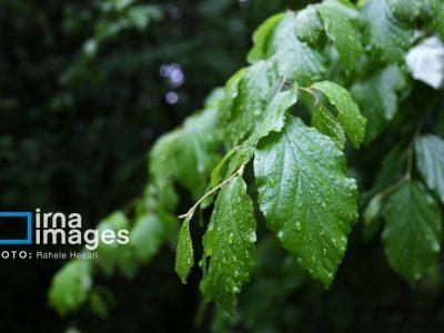 بارش باران ارتفاعات زاگرس مرکزی و شمالغرب کشور