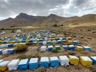 رشد ۶ درصدی تعداد کلنیهای زنبور عسل در قم