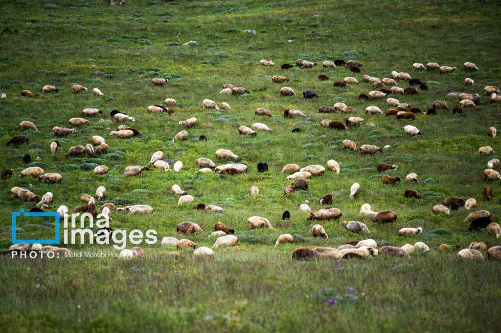 اندیشه شیروان