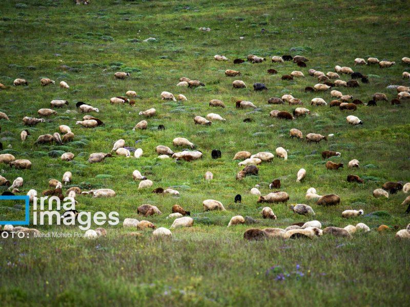 واگذاری مدیریت ۴۳ هزار هکتار از مراتع به دامداران در هرمزگان کلید خورد