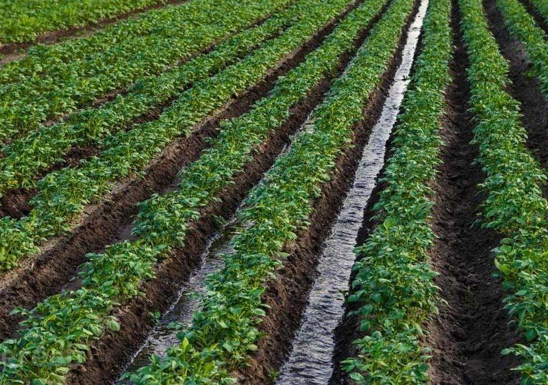 تأمین ۳۰۰ هزار مترمکعب آب برای ۹۱ طرح کشاورزی در یزد