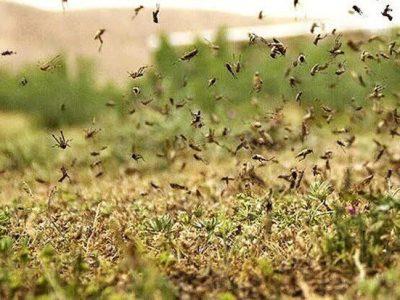 رتبه نخست کشور در مبارزه با آفت ملخ به شهرستان طارم اختصاص یافت