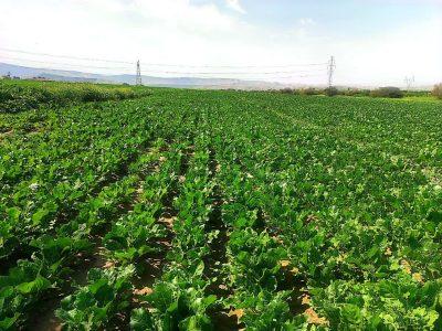 کاهش هزار هکتاری کشت چغندرقند در پیرانشهر برای کمک به احیای دریاچه ارومیه
