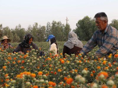 زنجان رتبه دوم تولید گلرنگ را در کشور دارد
