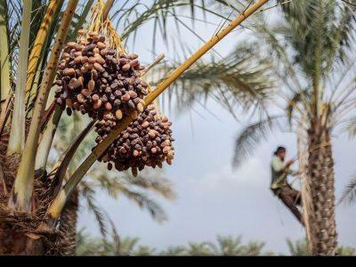 رویداد “مخ برون ” ثبت ملی شد
