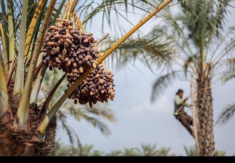 اندیشه شیروان