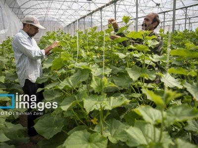 ۶۳ طرح کشاورزی خراسانشمالی برای توسعه تولید و اشتغال ۷۰۱ نفر