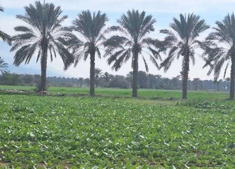 اندیشه شیروان