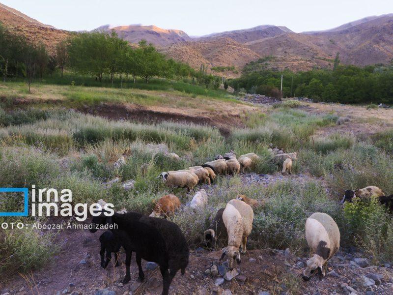 تحول در زیرساختهای عشایری جنوب کرمان با ۱۶۴ میلیارد تومان اعتبار؛ ۱۵ پروژه عمرانی آغاز شد