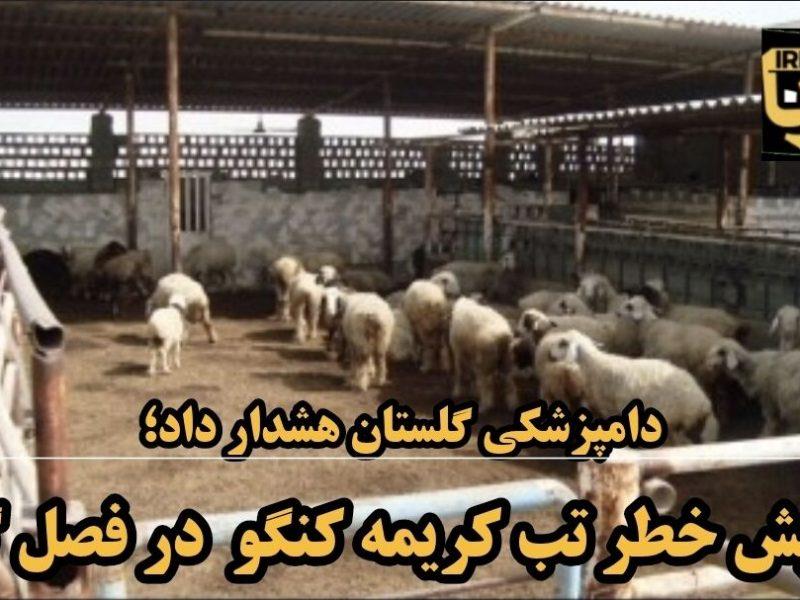فیلم| دامپزشکی گلستان: خطر تب کریمه کنگو همچنان جدی است