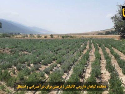 فیلم| دهکده گیاهان دارویی گالیکش؛ فرصتی برای درآمدزایی و اشتغال