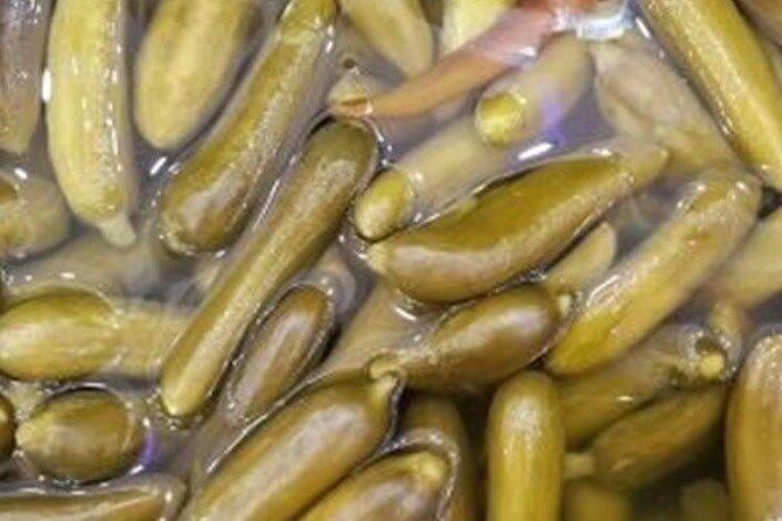 اندیشه شیروان