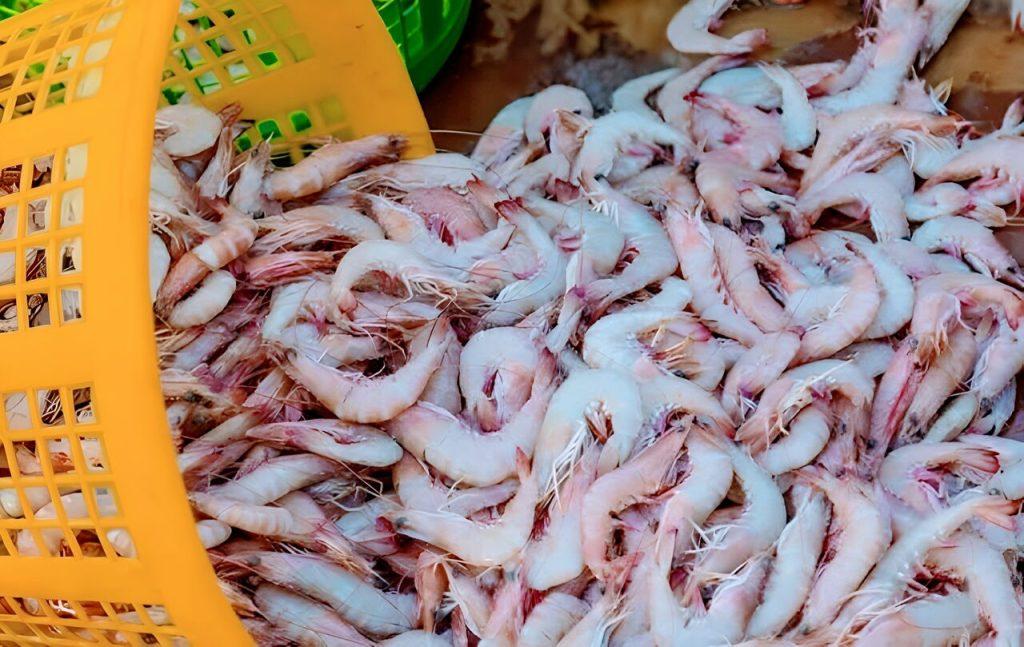 اندیشه شیروان