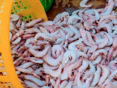 توقیف ۸۰۰ کیلوگرم میگوی خارج از شبکه توزیع در بویین میاندشت