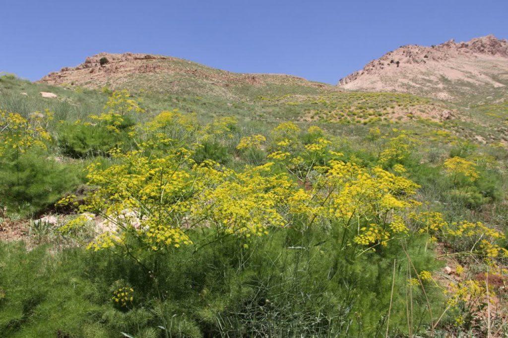 اندیشه شیروان