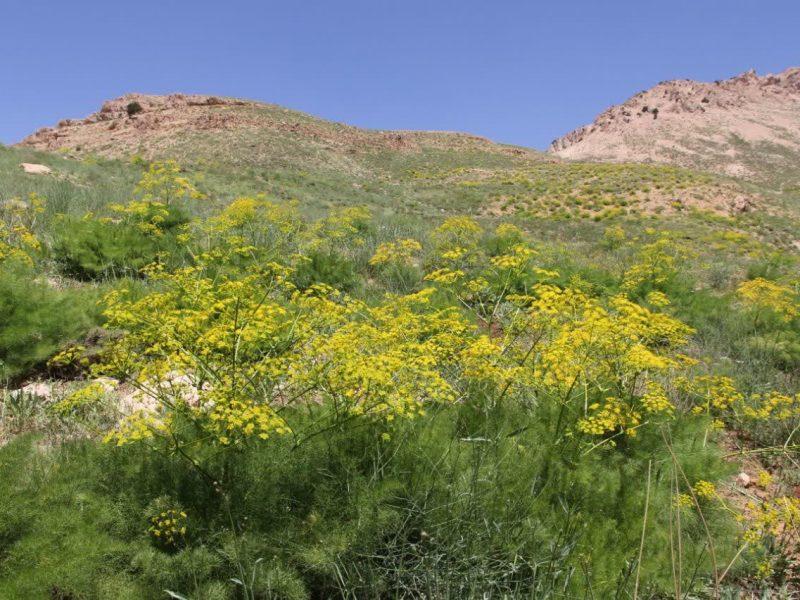 دستهای کمشمار؛ دغدغه حفاظت از ۳۶۰ هزار هکتار عرصه طبیعی ساوه
