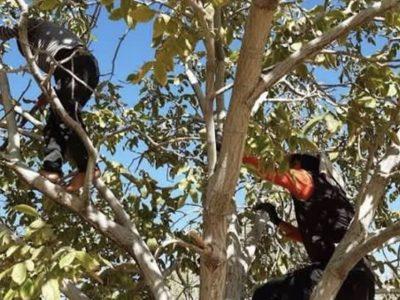 سقوط از درخت در فریسمانه تفرش جان یک مرد را گرفت