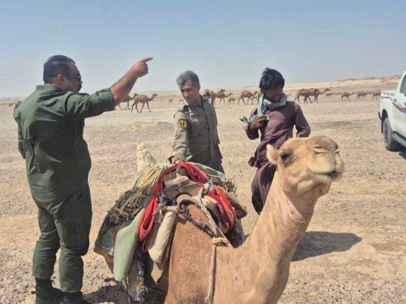خروج ۲۷۰ شتر از بستر تالاب هامون صابوری سیستان
