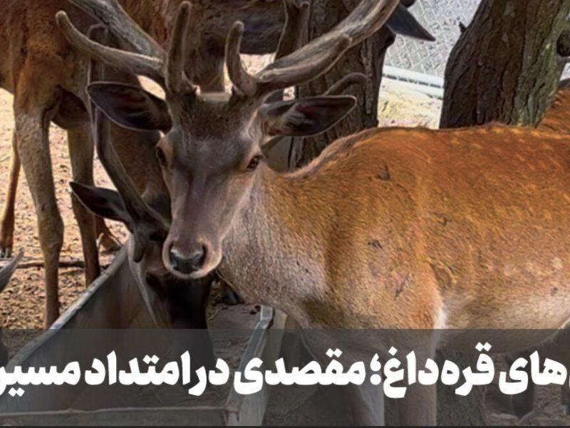 فیلم| مارالهای قرهداغ؛ مقصدی در امتداد مسیر ارس