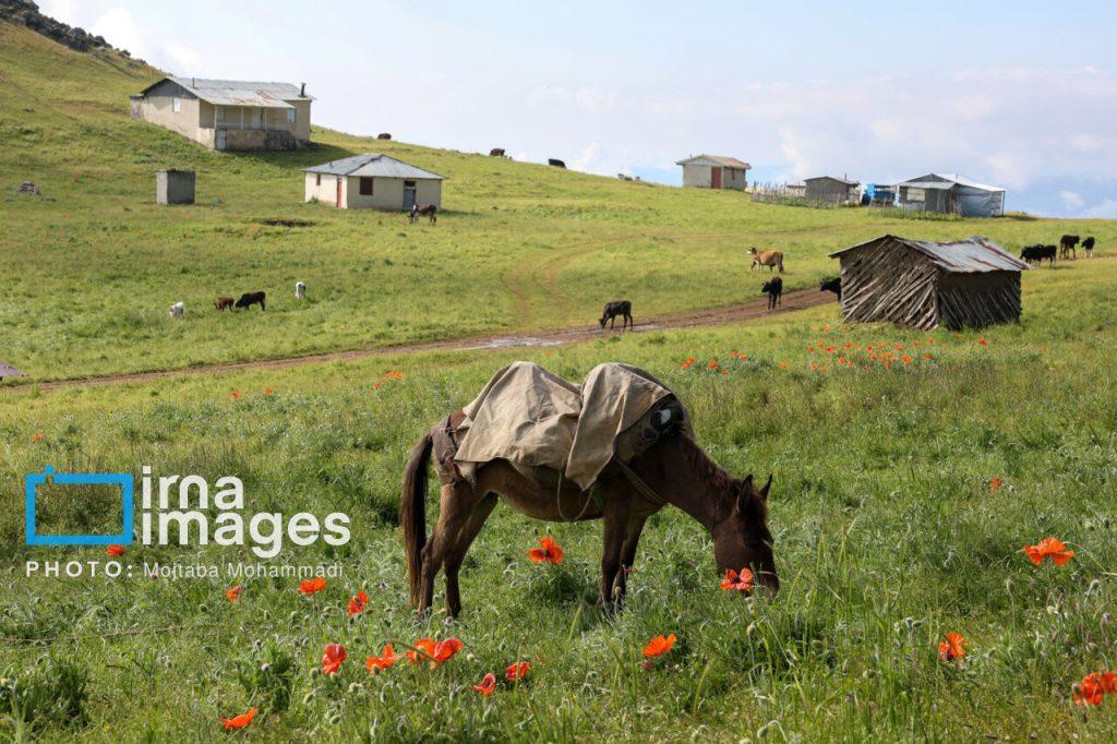 اندیشه شیروان