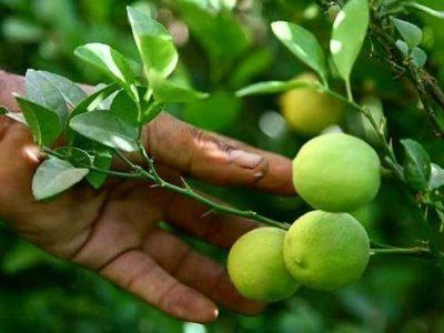 برداشت لیموترش با پیشبینی تولید ۸۰ هزار تن در بوشهر آغاز شد