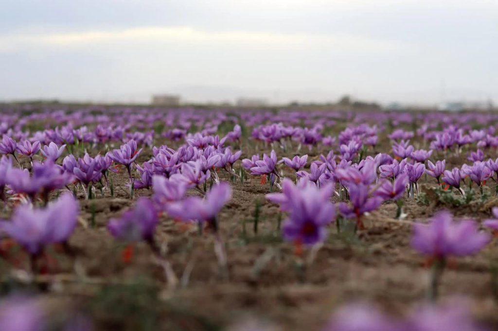 اندیشه شیروان