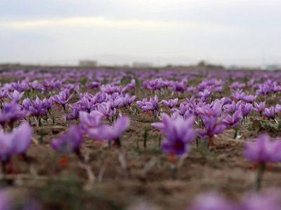 فصل کاشت زعفران در خوزستان آغاز شد