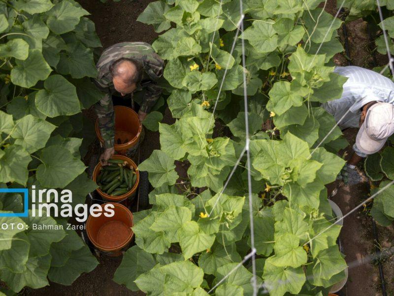 پرداخت بیش از ۱۱ هزار فقره تسهیلات کشاورزی و حمایتی در آذربایجانغربی