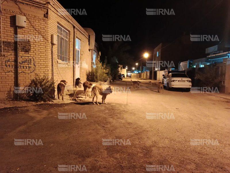 جولان سگهای بلاصاحب در قصرشیرین و نگرانی خانوادهها از تردد شبانه