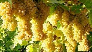اندیشه شیروان