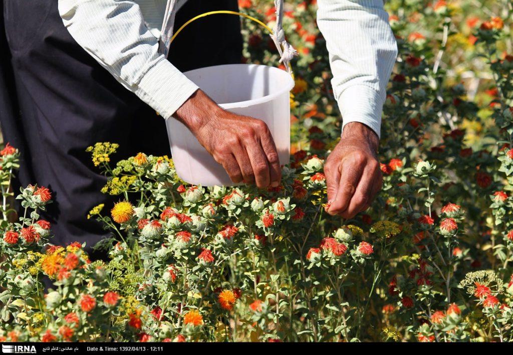 اندیشه شیروان