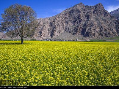 صعود ۲ پلهای کرمانشاه در تولیدات زراعی کشور