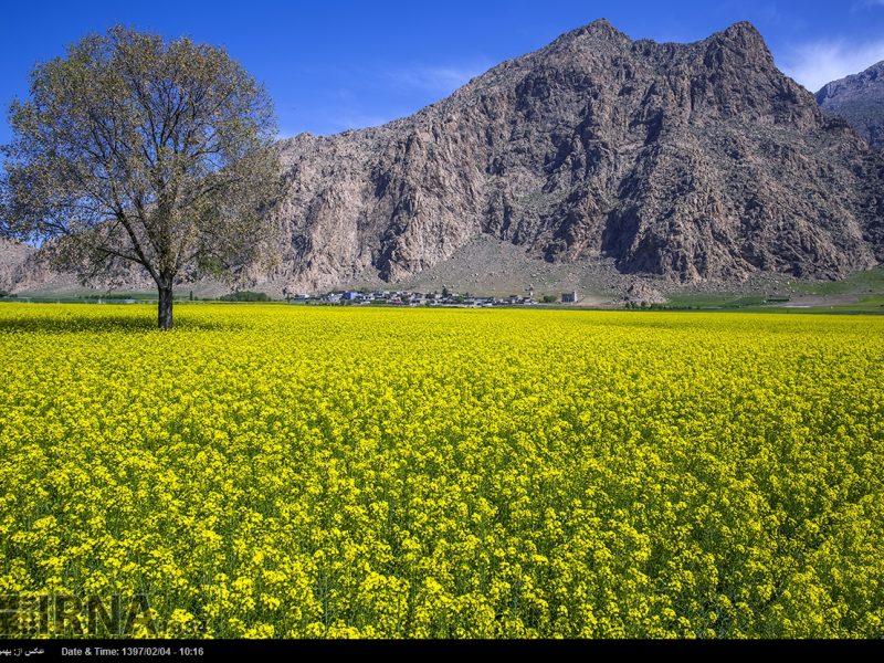صعود ۲ پلهای کرمانشاه در تولیدات زراعی کشور