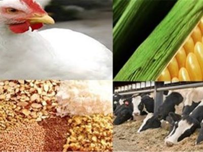 ذخایر نهادههای دامی و محصولات پروتئینی در وضعیت مناسبی قرار دارد