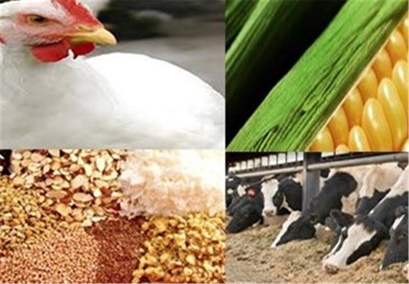 ذخایر نهادههای دامی و محصولات پروتئینی در وضعیت مناسبی قرار دارد