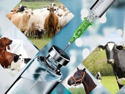 تداوم تولید و تامین پایدار اولویت صنعت دامپزشکی کشور است