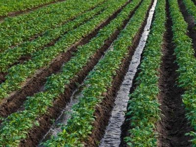 ۳۷ طرح کشاورزی یزد در مسیر توسعه تولید و امنیت غذایی قرار گرفت