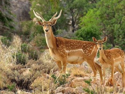 آغاز پایش گوزن زرد ایرانی در مناطق آزاد دز خوزستان