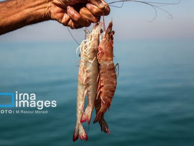 سه صیدگاه خوزستان از اول آبان به روی شناورهای صیادی باز شد